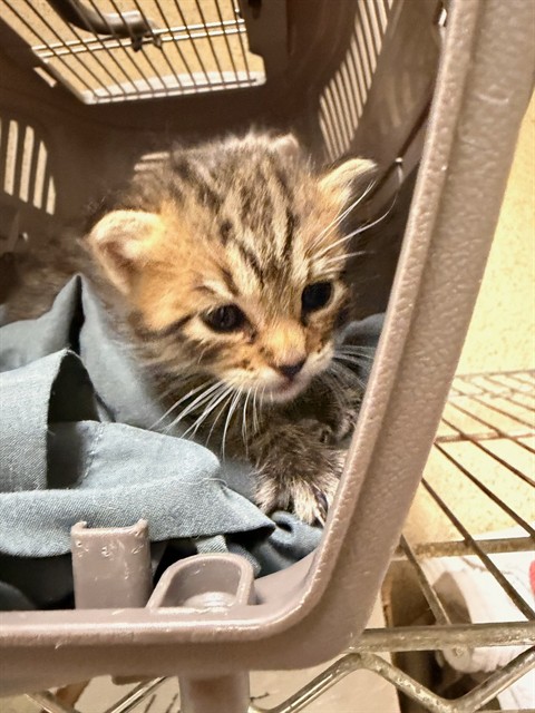 Adoptable Cat