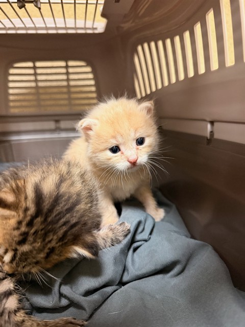 Adoptable Cat