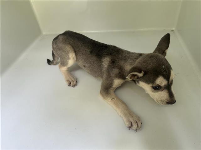 Adoptable Dog