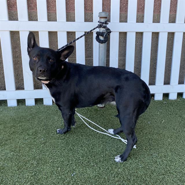 Adoptable Dog
