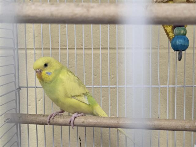 Pichu