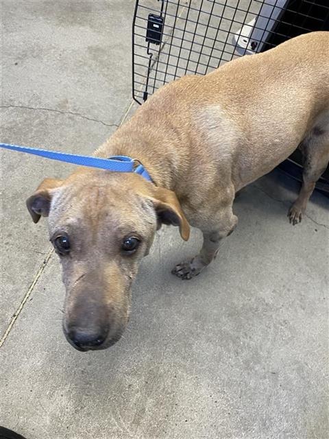 Adoptable Dog