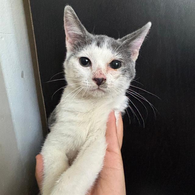 Possum