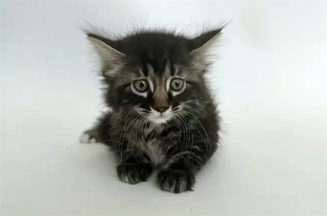 Fluff
