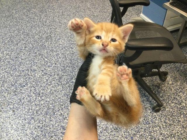 Adoptable Cat