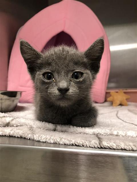 Adoptable Cat
