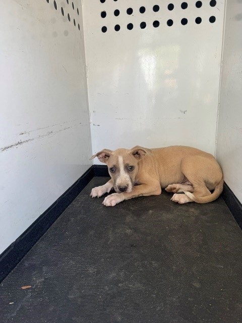 Adoptable Dog