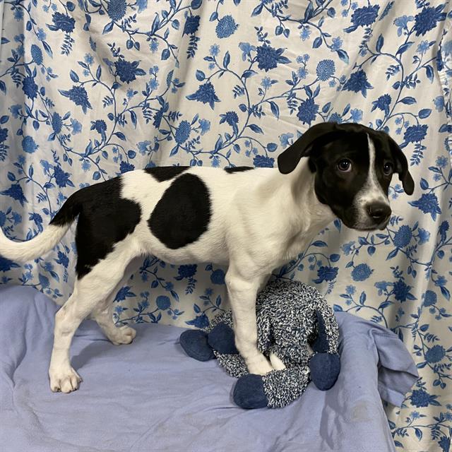 Adoptable Dog
