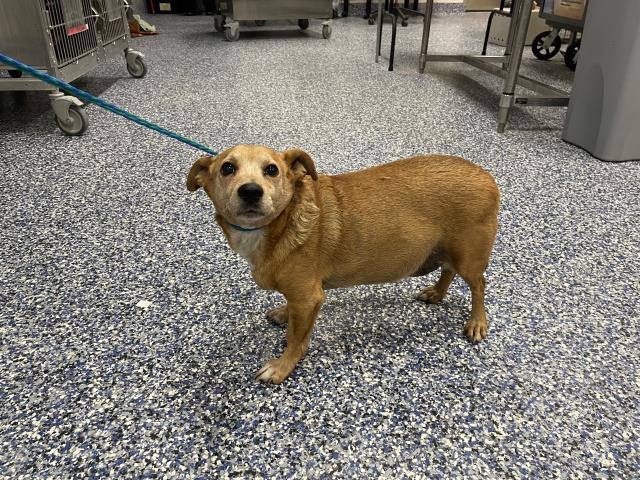 Adoptable Dog