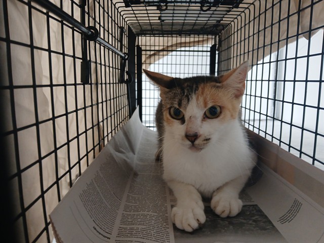 Adoptable Cat
