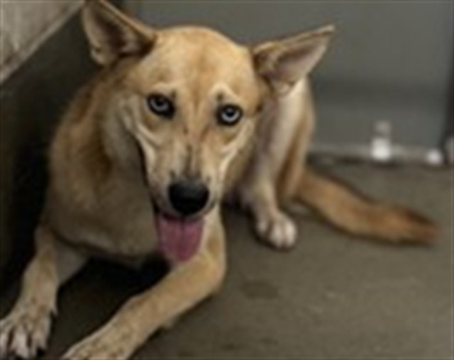 Adoptable Dog