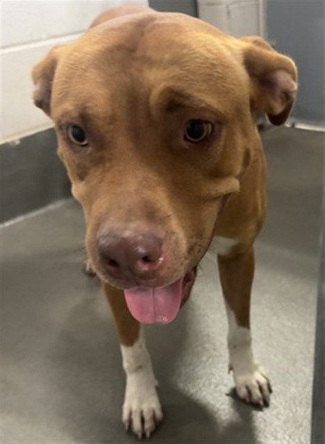Adoptable Dog