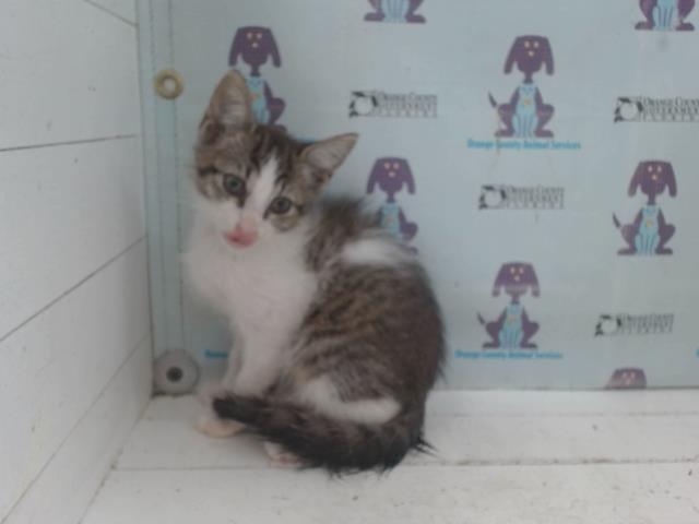 *Sir Whiskers