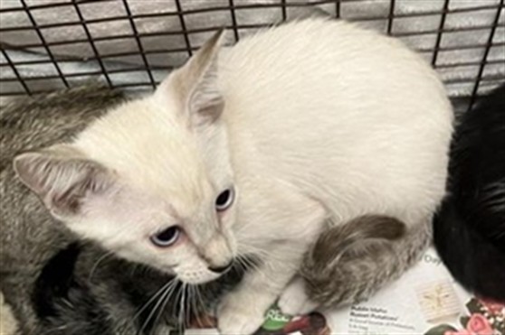 Adoptable Cat