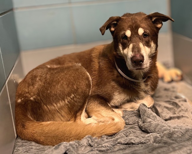 Adoptable Dog