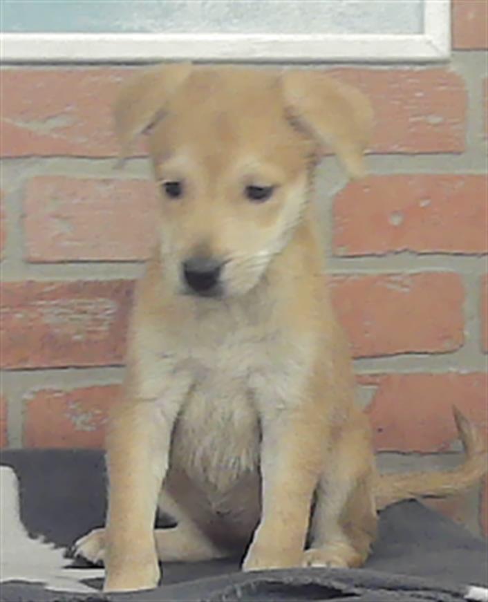 Adoptable Dog