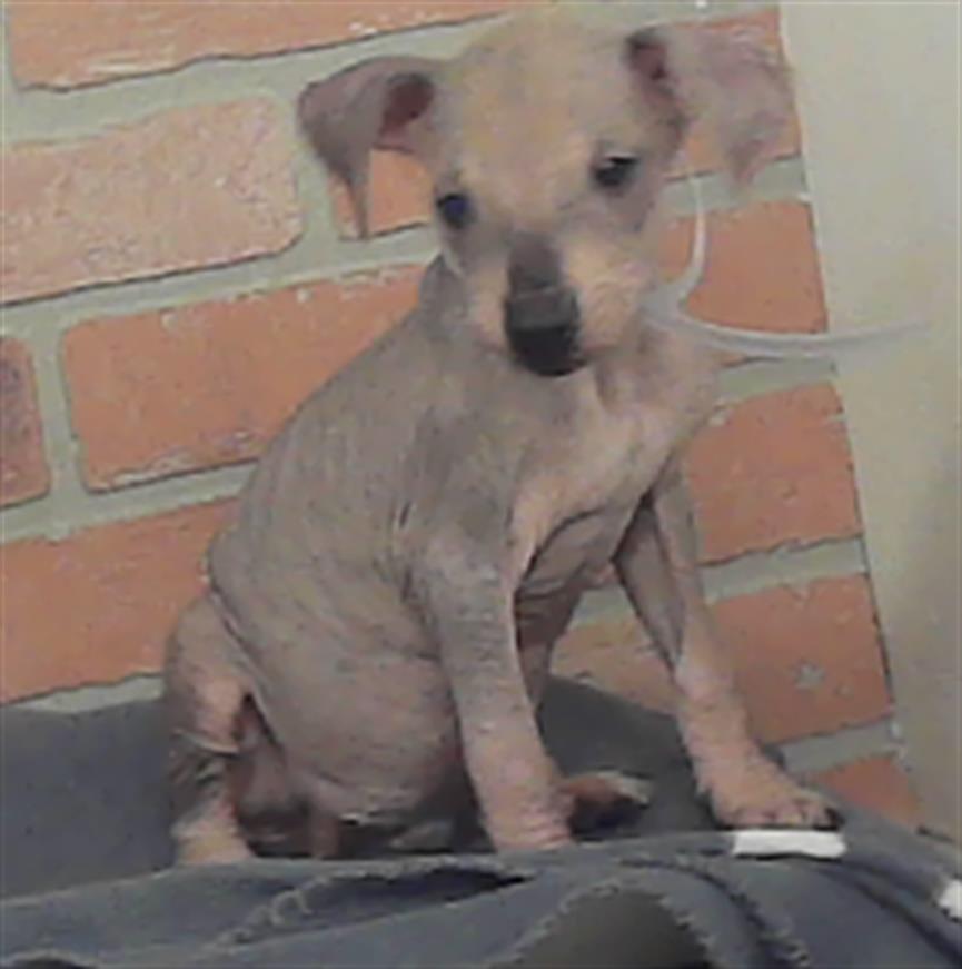 Adoptable Dog