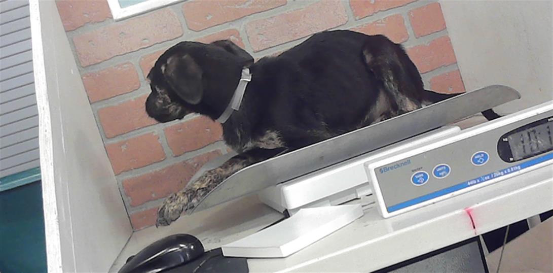 Adoptable Dog