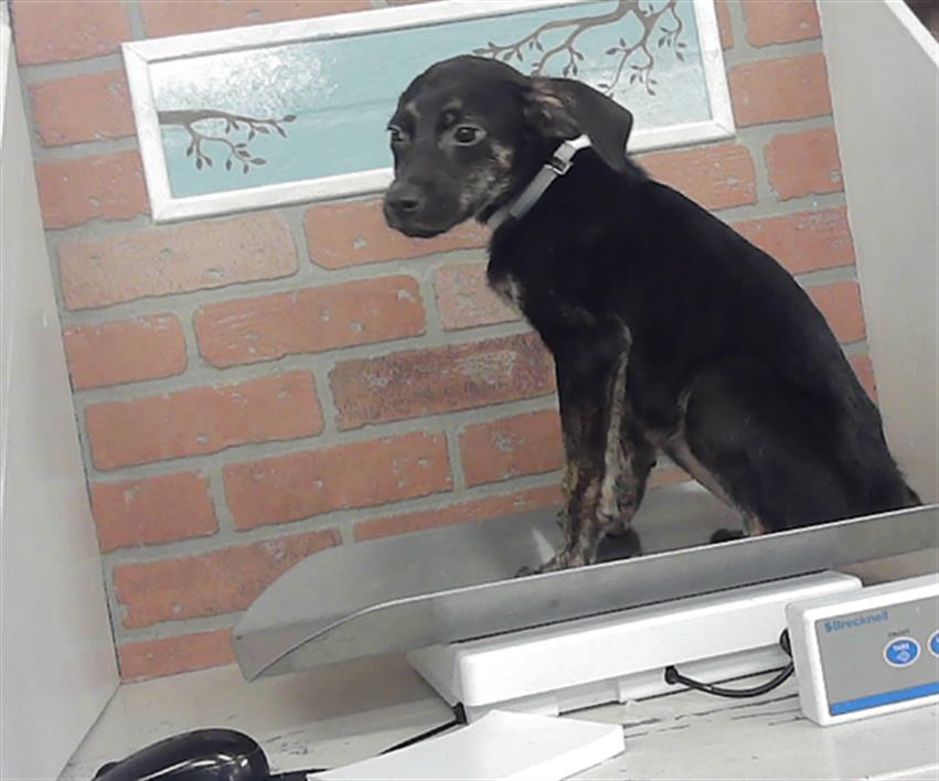Adoptable Dog