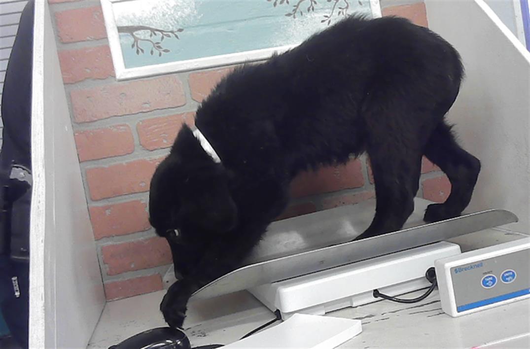 Adoptable Dog