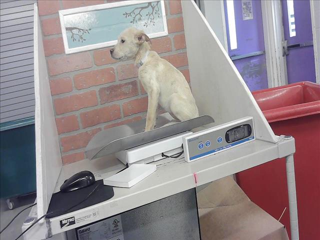 Adoptable Dog