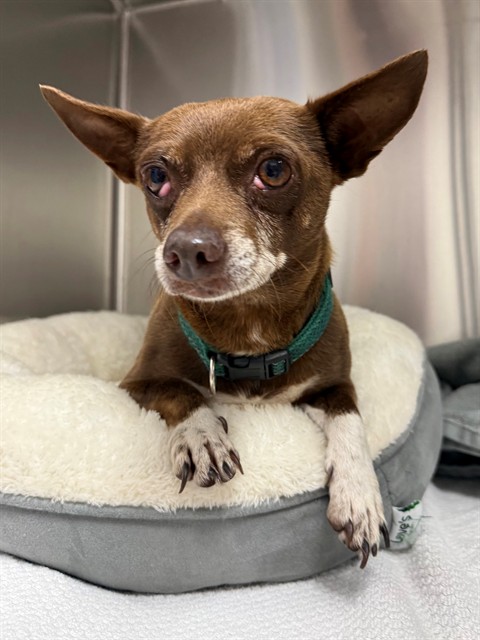 Adoptable Dog