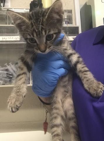 Adoptable Cat