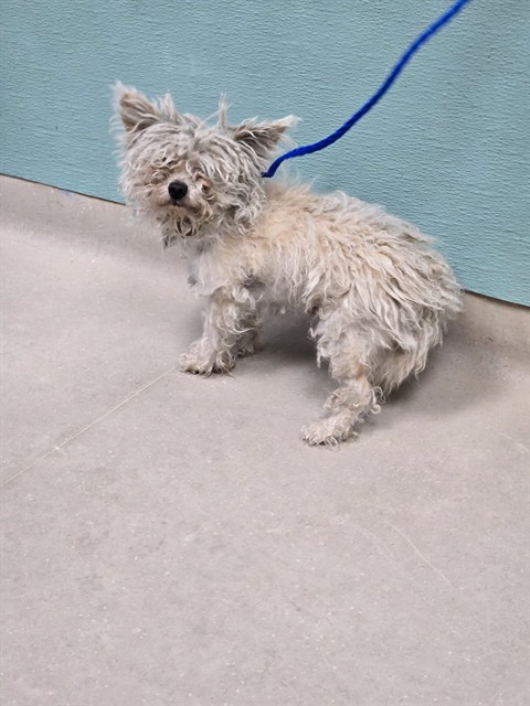 Adoptable Dog