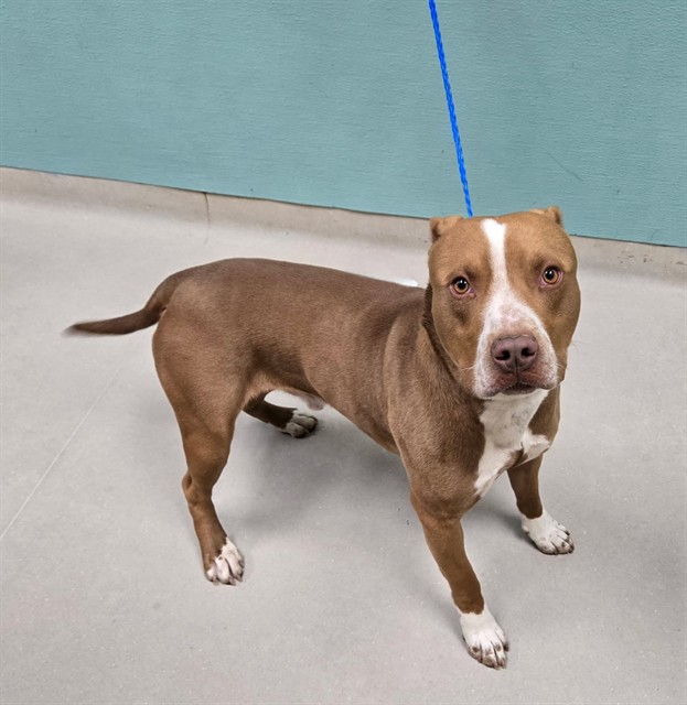 Adoptable Dog