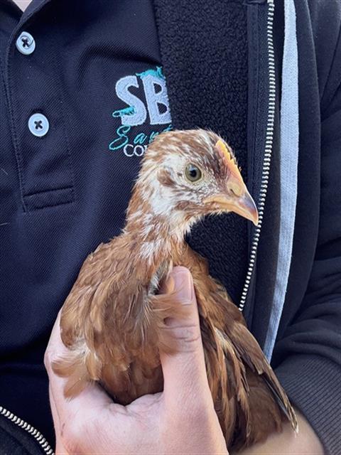 Adoptable Bird