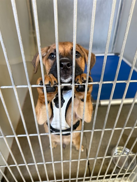 Adoptable Dog