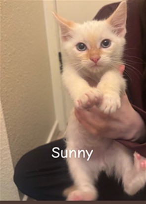 Sunny L-2