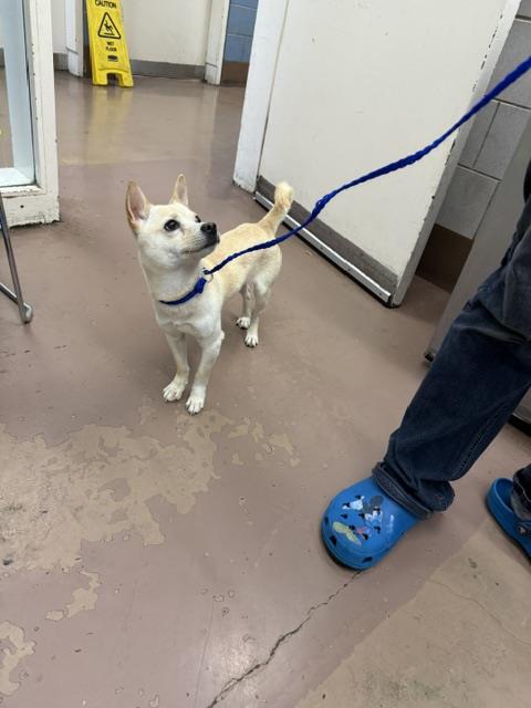 Adoptable Dog