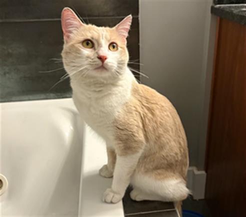 Adoptable Cat