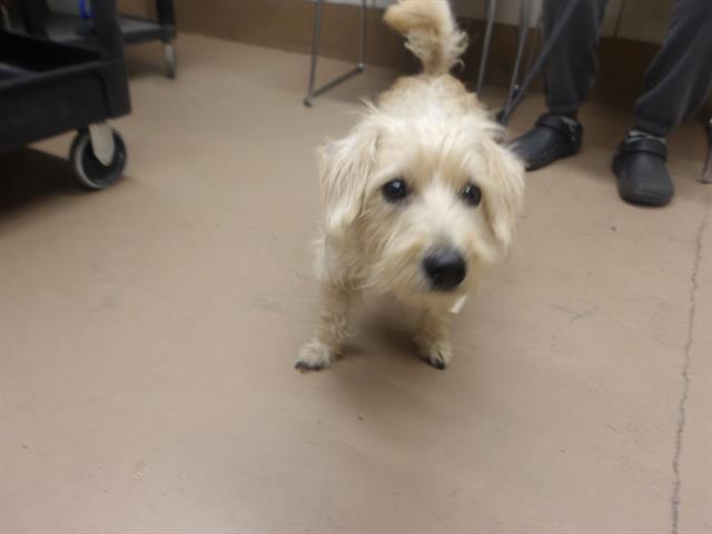 Adoptable Dog