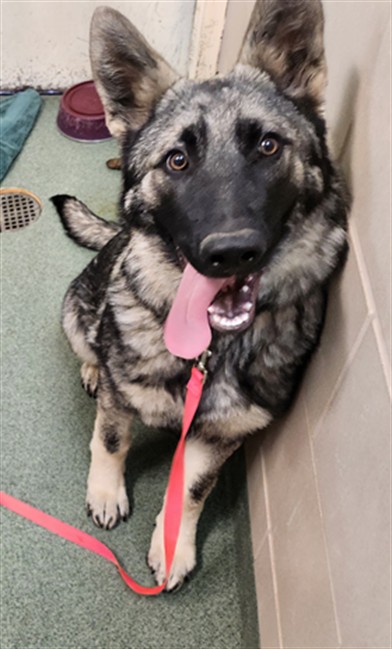 Adoptable Dog