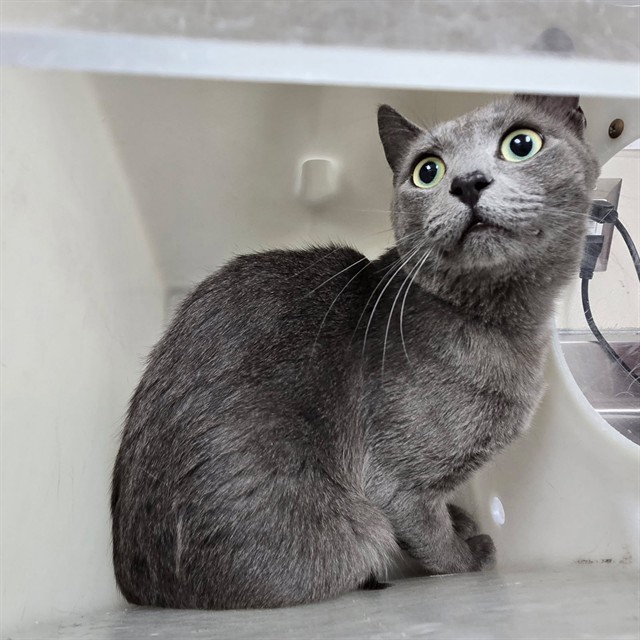 Adoptable Cat