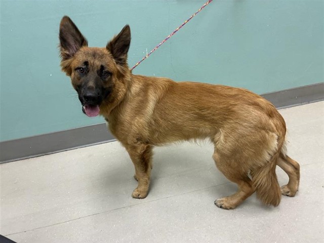 Adoptable Dog