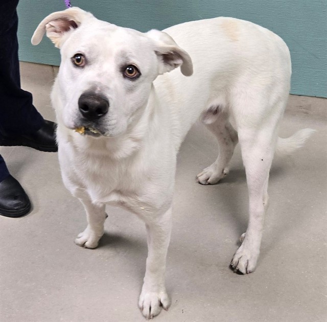 Adoptable Dog