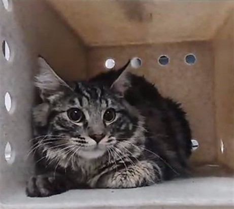 Adoptable Cat