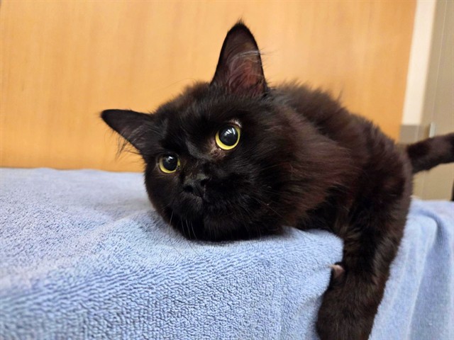 Binx