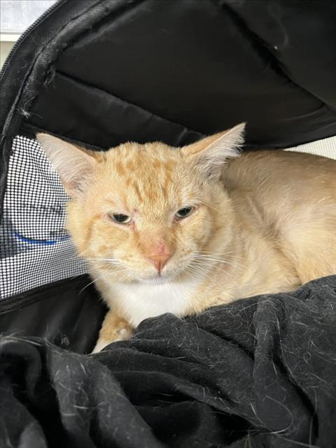 Adoptable Cat