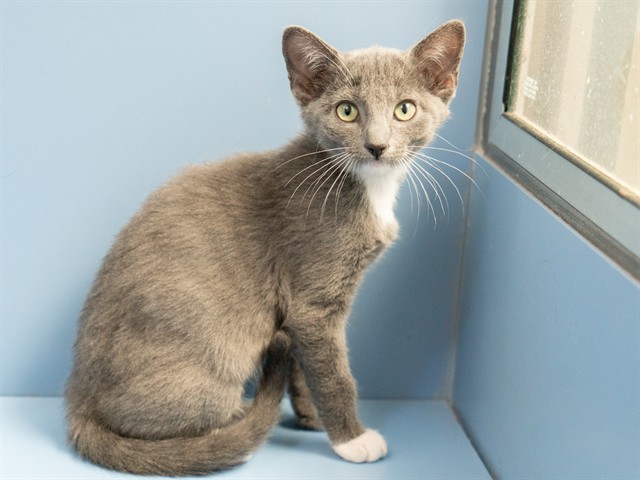 Adoptable Cat
