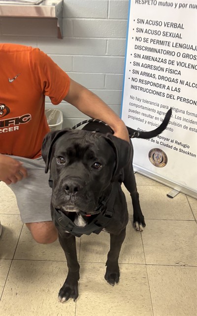 Adoptable Dog