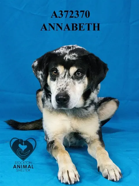 Annabeth