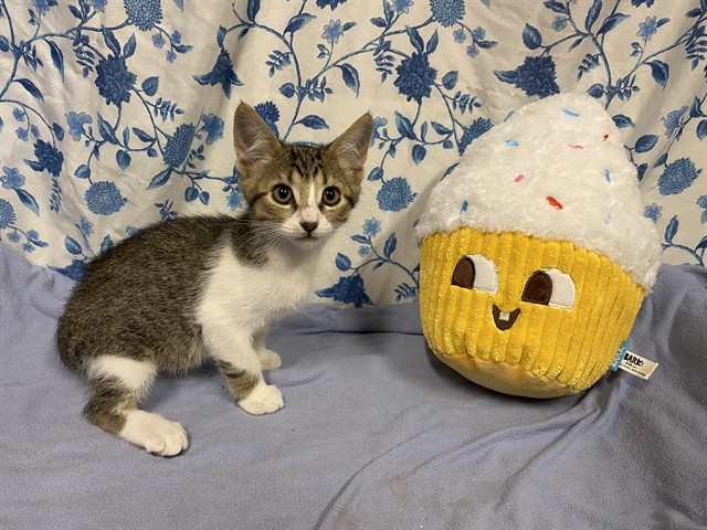 Adoptable Cat