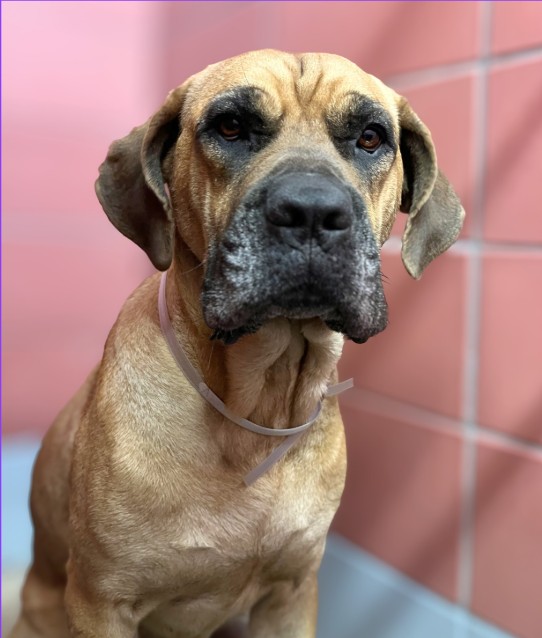Adoptable Dog