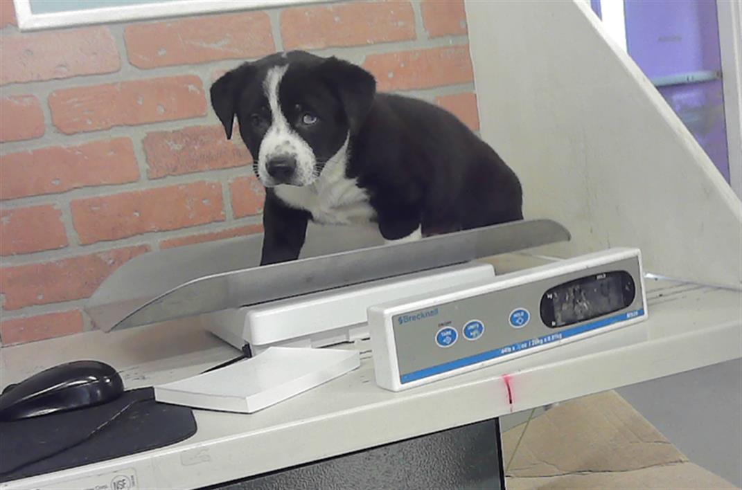 Adoptable Dog