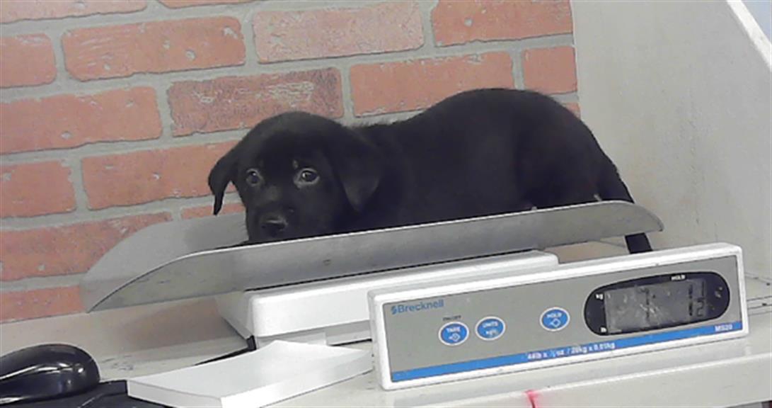 Adoptable Dog