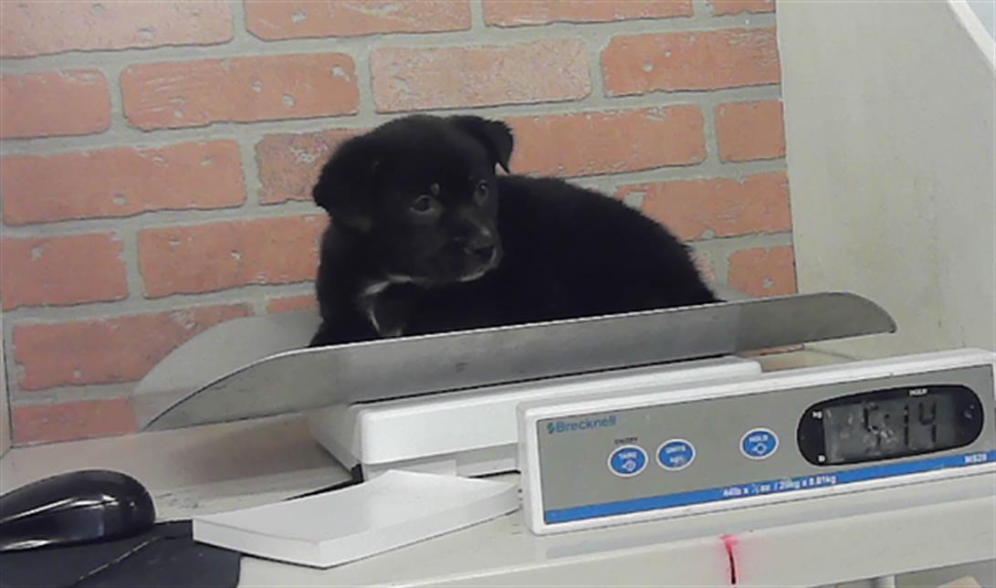 Adoptable Dog